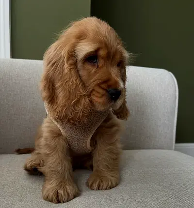 Adorable Cocker Spaniel Looking for a Loving Home