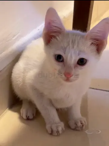 عجمان الراشديه