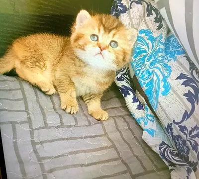 Golden British chinchilla ny11 kitten