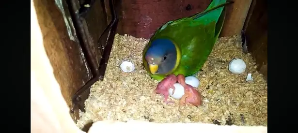 Breeding pair of plum headed parakeet very healthy and beautiful beautiful colors male and female