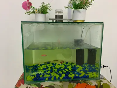 Aquarium fish tank