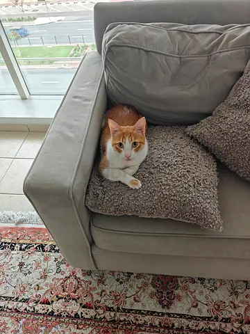 Lovely Cat Named Danny for free Adoption