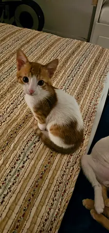 Cute Orange Kittens Available for Adoption in Abu Dhabi