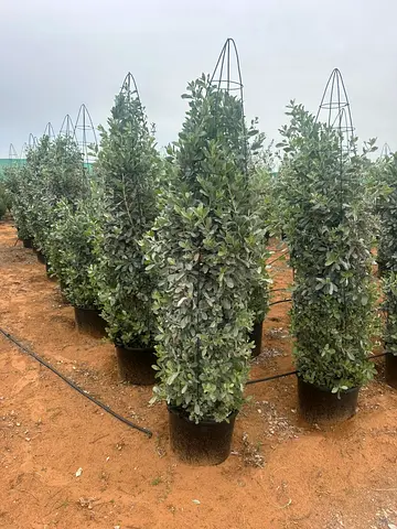 Fresh  Potted Plants for Home Decor