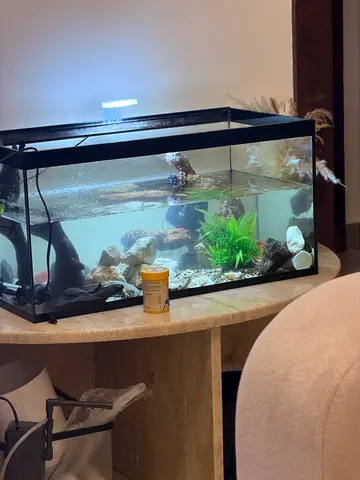 Glass Aquarium Tank with Filter and Decorations - 60cm