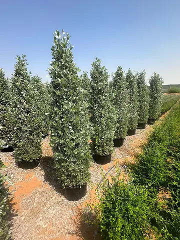 Fresh  Potted Plants for Home Decor