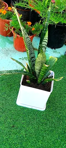 indoor and outdoor plant