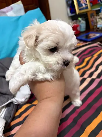 Adorable White Puppy for Adoption