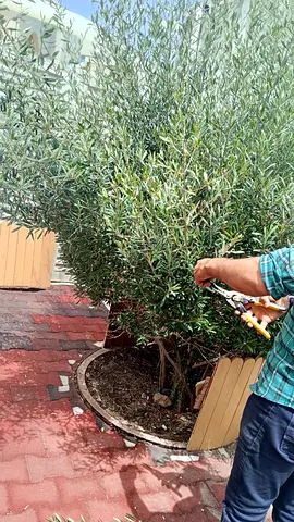 Garden pruning and maintenance