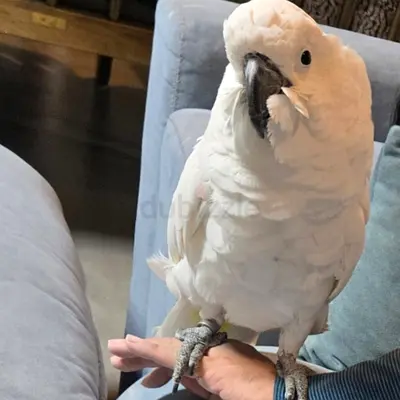 Tame White Cockatoo (Friendly Pet) — Ready for New Home