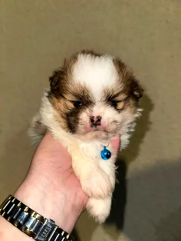 Im rehoming a small fluffy puppy — needs a loving home