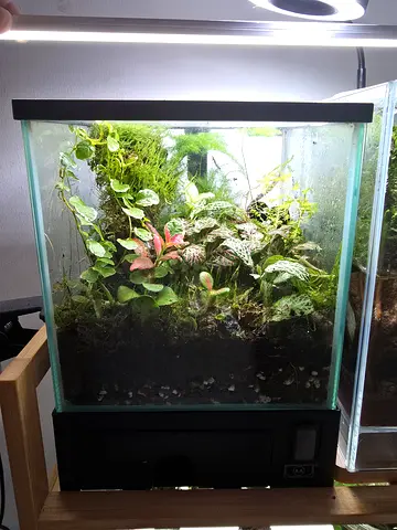 Glass Planted Terrarium with Live Tropical Plants