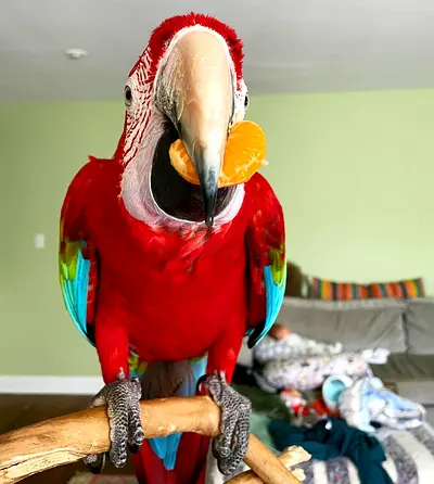Rehoming my friendly Scarlet Macaw — tame and social