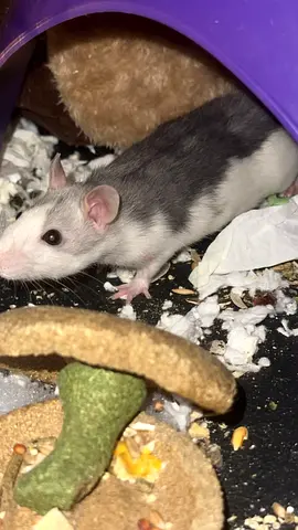 Rats for adoption