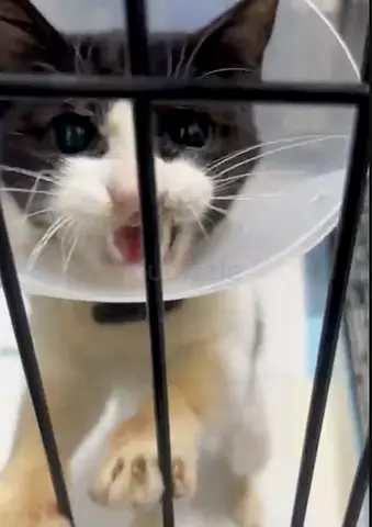 Hello… I’m Lola 🐾