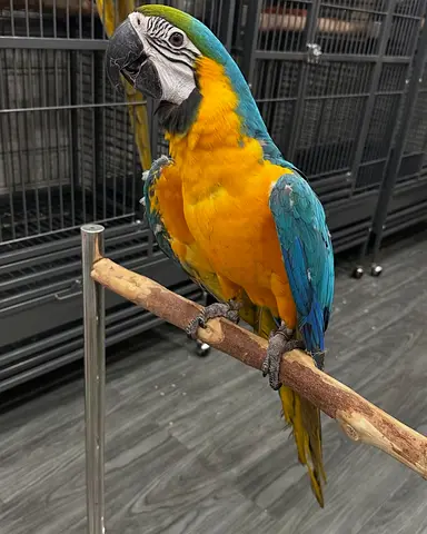 Blue-and-Gold Macaw — Looking for a new home