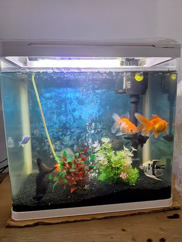 Filter and accessories, includes goldfishs- 5