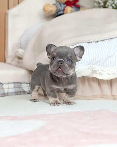 Adorable French Bulldog Puppy Looking for a Loving Home