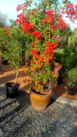 Vibrant Bougainvillea Plant in Decorative Pot