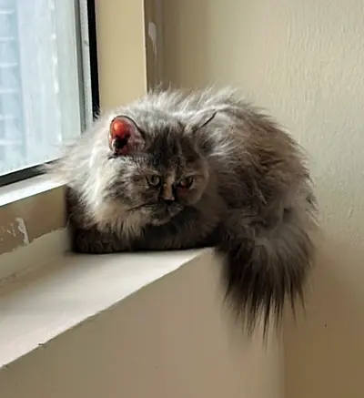 Looking for a loving forever home for my Persian cat 🐾