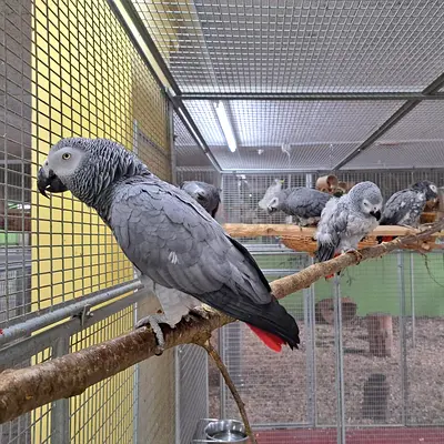 Rehoming African Grey parrots — multiple birds available