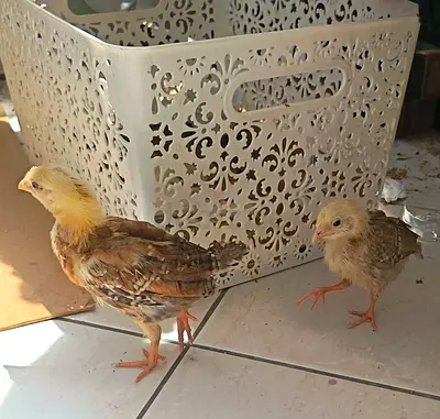 Two young chicks — healthy mixed-breed chicks, ~2–3 weeks old