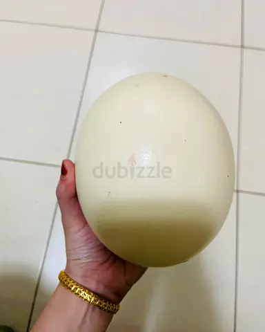 Ostrich Egg - Unique Collectible Piece