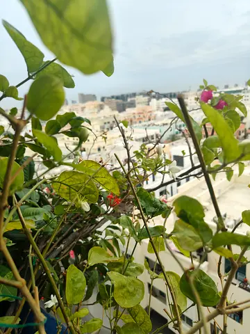 Ixora plant in big ceramic pot