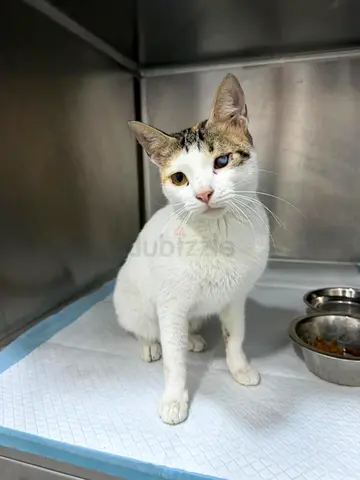 special kitten for adoption