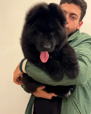 Charming Black German shepherd  Puppy for Adoption