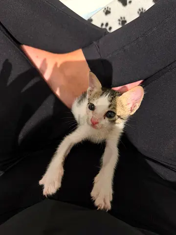 kitten for adoption