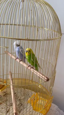 2 budgies male and female green and blue