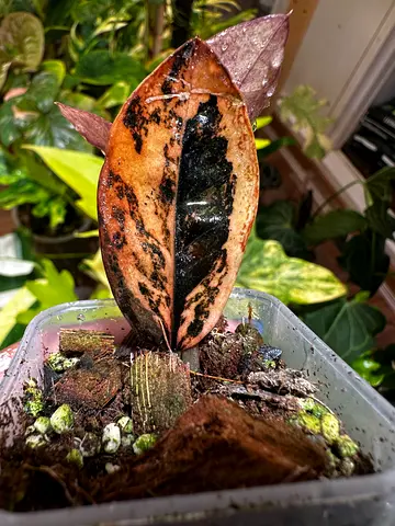 Zz raven black variegated. Aed300/-. Pickup near financial center metro. Delivery can be arranged.