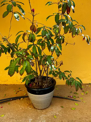 Plant and pot