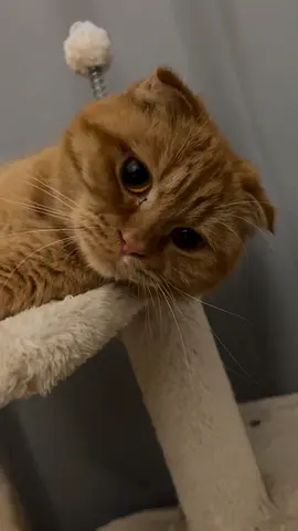 Cat for free adoption