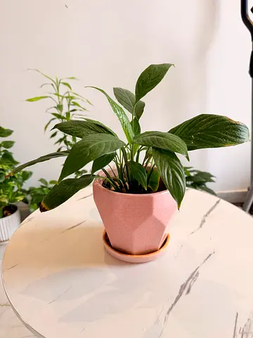 Small Indoor Potted Plant with Pink Geometric Ceramic Pot