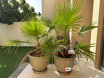3 x Potted Fan Palm Plants — Healthy Outdoor/Indoor Specimens
