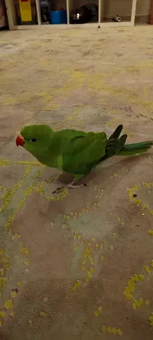 ringneck parrot
