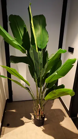 Large Indoor/Outdoor Strelitzia (Bird of Paradise) Potted Plant - Healthy Green Foliage