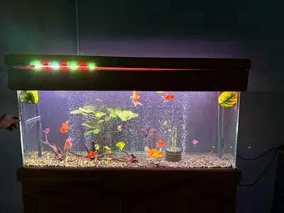 Beautiful Aquatic Fish Tank