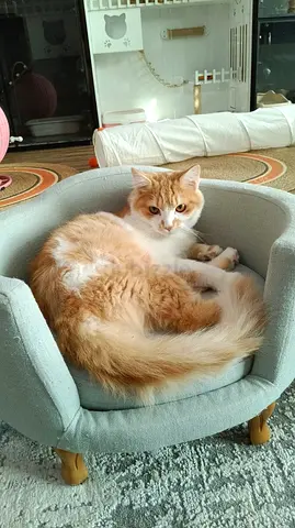 persian cat for adoption