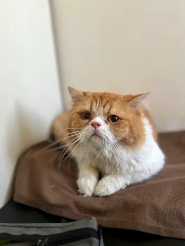 A very live cat for free adoption, trained on the liter box, calm and playful