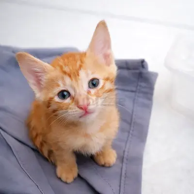Small Orange Tabby Kitten- Free adoption