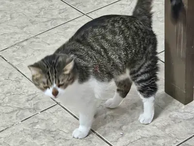 Friendly short-haired tabby cat - looking for new home.