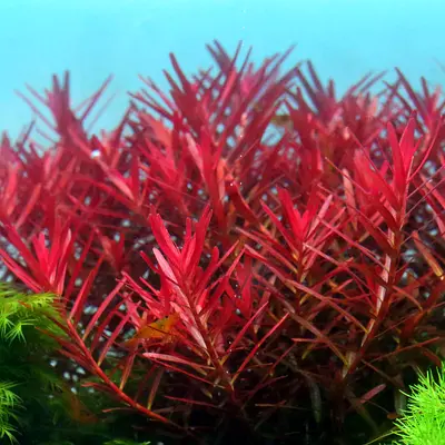 Aquarium plants