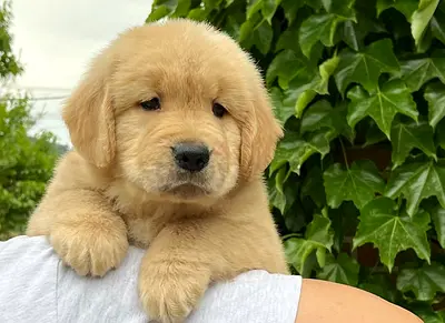 Adorable Golden Retriever Puppy Available for Adoption