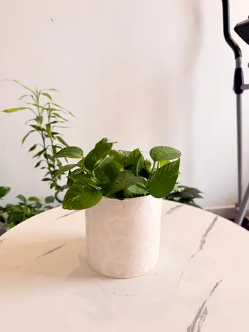 Small Pothos Plant in Decorative White Ceramic Pot - Ready to Grow