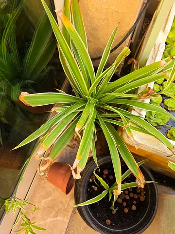 Indoor Decorative Plant