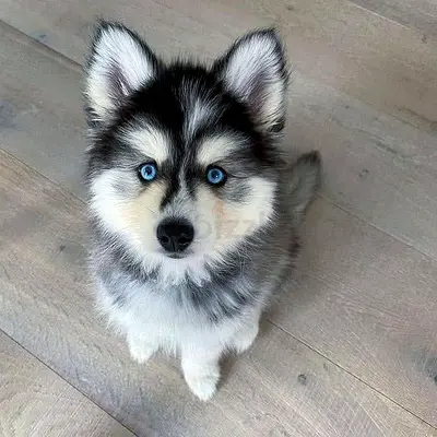 2-month-old Siberian Husky Puppy with Blue Eyes — Friendly  Healthy