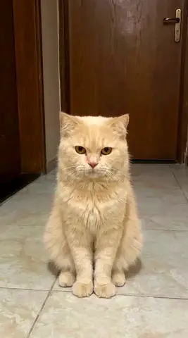 Free cat for adoption